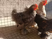 Pekin Bantam — 3. fotó