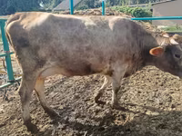 Ko, Swiss cattle — foto 7