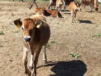 Boğa, Jersey ırkı — foto 1