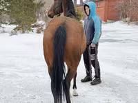 Faras dhaddig, Akhal-Teke — sawirka 5