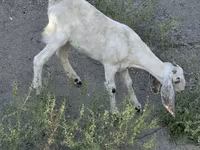 بز ماده, Beetal goats — عکس 5