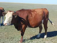 گاو نر, Latvian Blue cattle — عکس 3