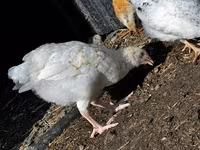 Chickens — ፎቶ 3