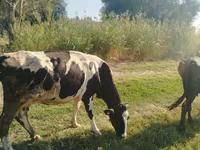 Sapi, Holstein breed — foto 4