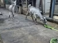 Cabro, Nubian Goat — foto 2