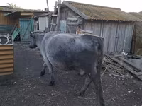 Mucca, Bovini — foto 1