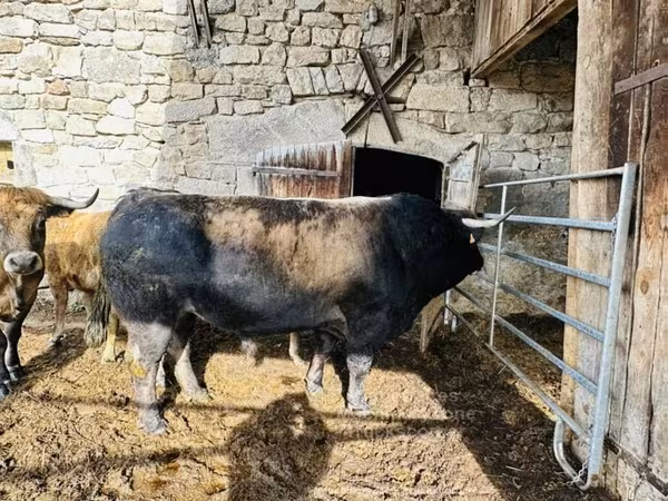 Cow, Aubrac cattle
