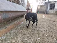Dişi keçi, Murcia-Granada goats — foto 2