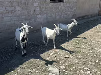 Koza, Saanen goat — zdjęcie 2