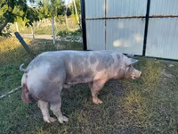 Babi jantan, Pigs — foto 2