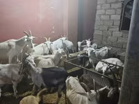 بز ماده, بز — عکس 1