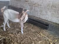 Ziegenbock, Nubian Goat — Foto 4