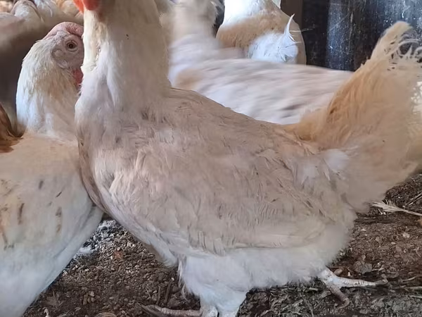 Chickens — Kyrgyzstan