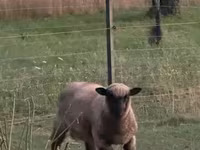 گوسفند (گروه، جنسیت مشخص نشده), White Suffolk sheep — عکس 6