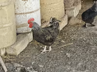 Chickens — fotografija 4