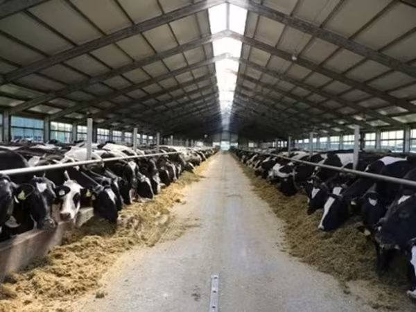 Bull, Holstein breed — Russia