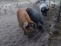 Locha, Świnie — zdjęcie 2
