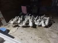 Geese — 사진 5