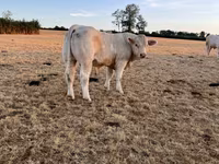 Vaca, Raça de vaca — foto 2