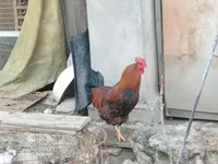 Chickens — Foto 5