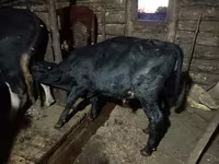 گاو نر, Simmental cattle — عکس 6