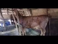 گاو ماده, Swiss cattle — عکس 1