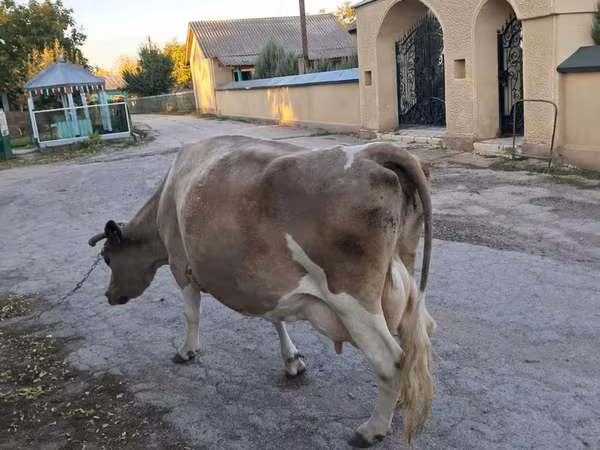 Sigir, Simmental cattle