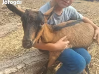 숫염소, Nubian Goat — 사진 3