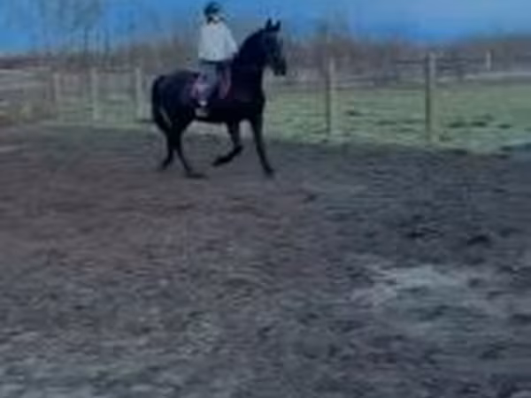 公马, Horses