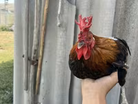 Chickens — फ़ोटो 1