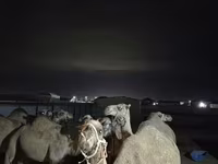 شتر ماده, Kazakh Bactrian camel — عکس 4