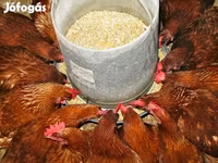 Chickens — foto 1