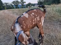 Bode, Nubian Goat — foto 5