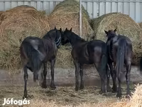 Faras, Dutch warmblood horse — sawirka 5