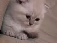 Məhsul: Pişik üçün rahatlıq və əyləncə dəsti Tərkibi: - Yumşaq — รูปภาพ 1