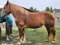 Kuda betina, Hungarian horse breed — foto 1