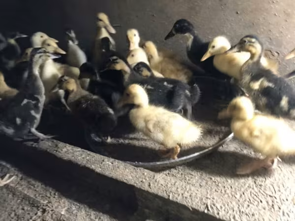 Ducks