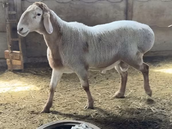 قوچ, Arashan sheep