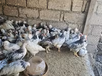 Chickens — foto 1