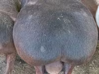 Kambing jantan, Sheep — foto 1