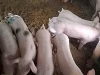 Babi betina, Pigs — foto 8