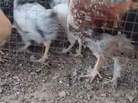 Chickens — sawirka 2