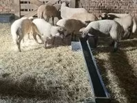 قوچ, گوسفند — عکس 3