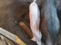 Scrofa, Maiali — foto 3