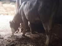 วัวตัวเมีย, Simmental cattle — รูปภาพ 2