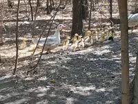 Ducks — รูปภาพ 2