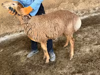 Vædder, Arashan sheep — foto 6