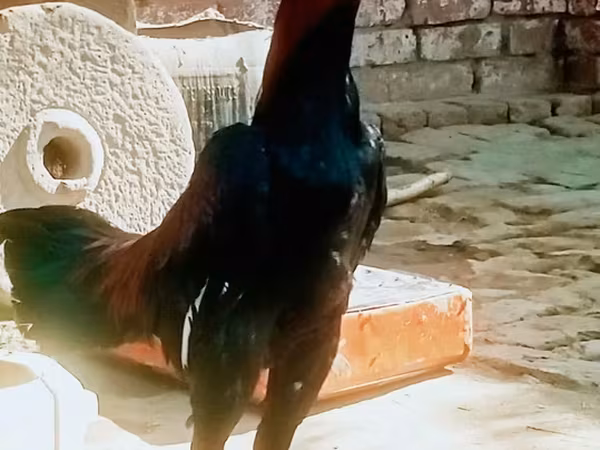 Chickens — Pakistan