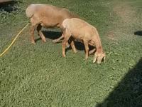 Beran, Arashan sheep — foto 3