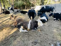 گائے, Russian Black pied cattle — تصویر 5